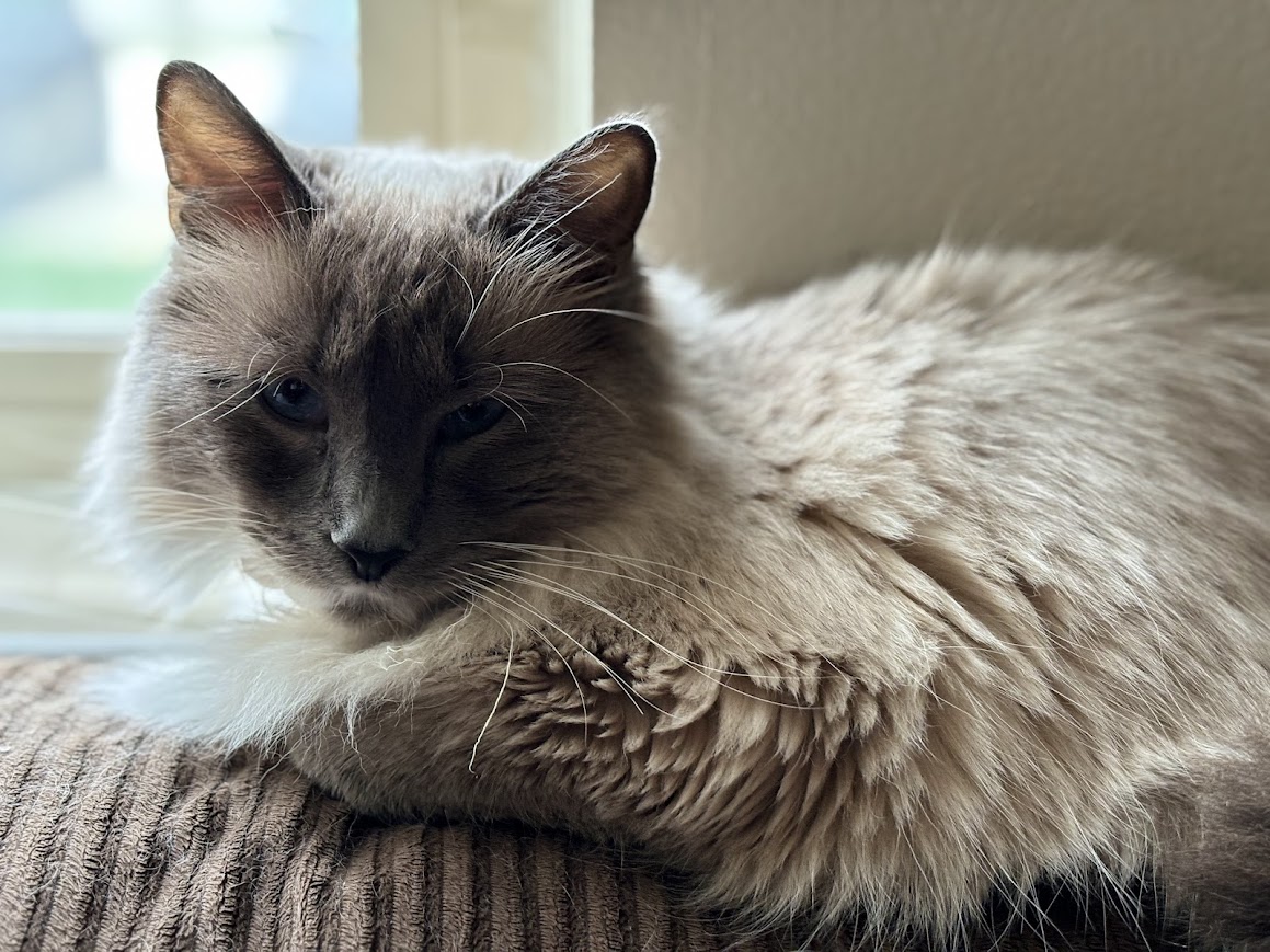 My cat, Elsa